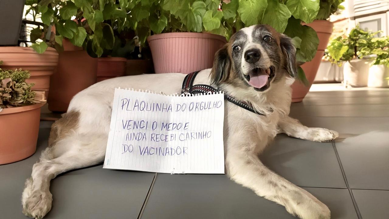 SAÚDE ANIMAL • CCZ leva vacinação antirrábica para o ‘Manaus Cidadã’