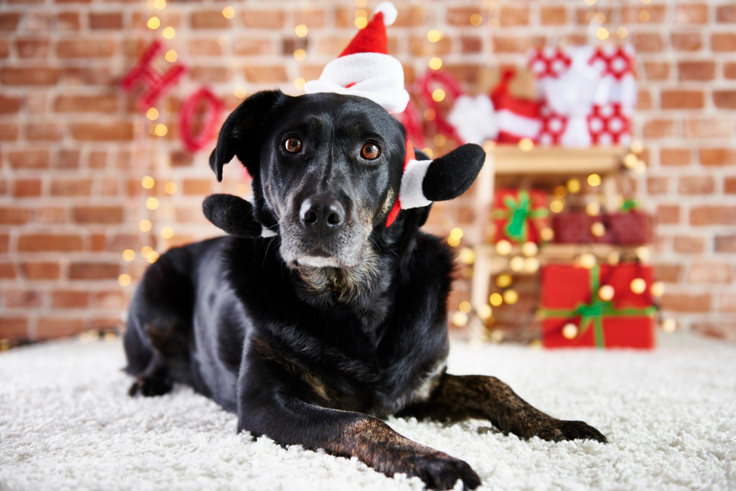 Amazonas Shopping promove “Encontro Pet de Natal”, neste sábado (13)